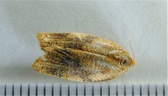 Aphelia alleniana