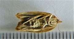 Aphelia alleniana