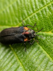 Eupristocerus cogitans