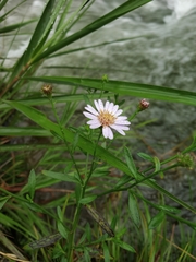 Aster pinnatifidus