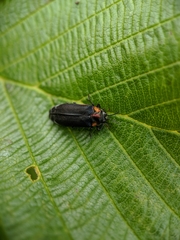 Eupristocerus cogitans