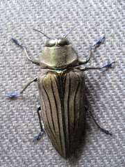 Actenodes chalybaeitarsis