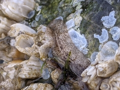 Leptoplanoidea