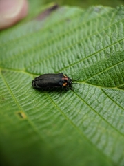 Eupristocerus cogitans