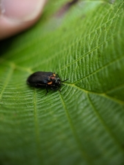 Eupristocerus cogitans