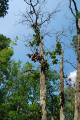 Xylella fastidiosa