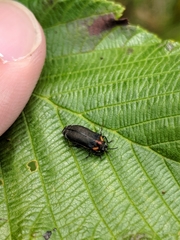 Eupristocerus cogitans