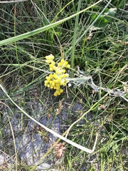 Helichrysum arenarium
