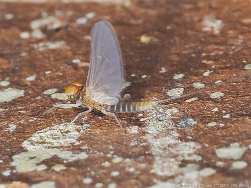 Pygmy Small Minnow Mayfly
