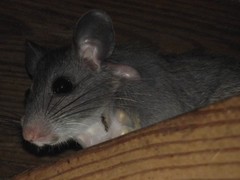 Neotoma floridana