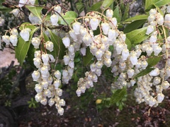 Pieris japonica