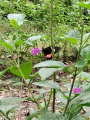 Parides iphidamas