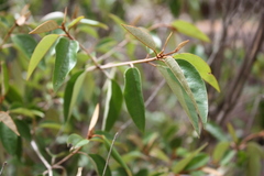Croton pseudopulchellus