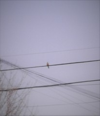 Mimus saturninus