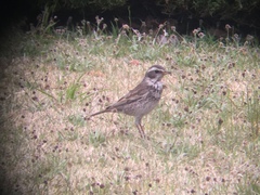 Turdus eunomus