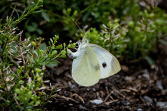 Pieris rapae