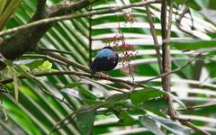 Chiroxiphia pareola