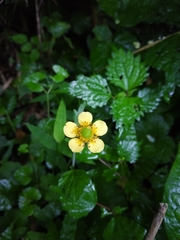 Geum japonicum
