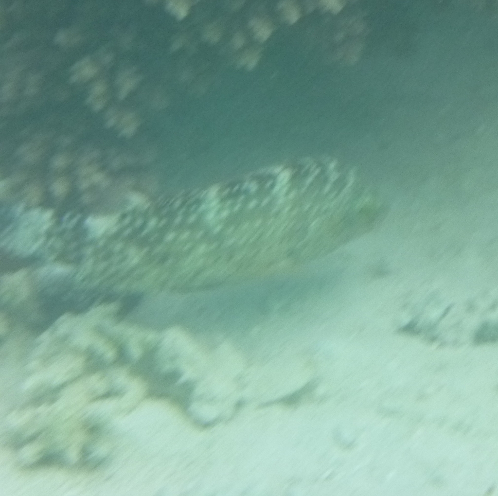 Floral wrasse