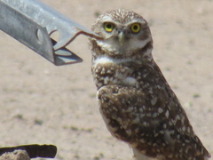 Athene cunicularia
