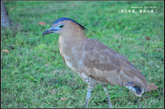 Gorsachius melanolophus