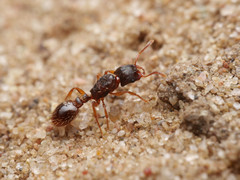 Strongylognathus testaceus