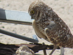 Athene cunicularia