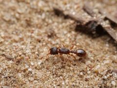 Strongylognathus testaceus