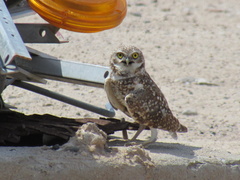 Athene cunicularia