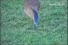 Gorsachius melanolophus