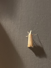 Chrysoteuchia culmella
