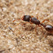 Strongylognathus testaceus - Photo no rights reserved, uploaded by Philipp Hoenle