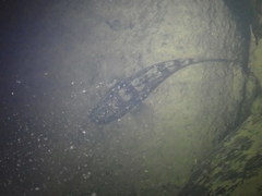 Gobiomorphus gobioides