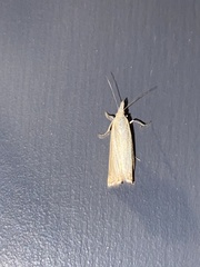 Chrysoteuchia culmella