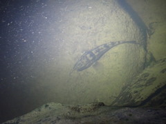 Gobiomorphus gobioides