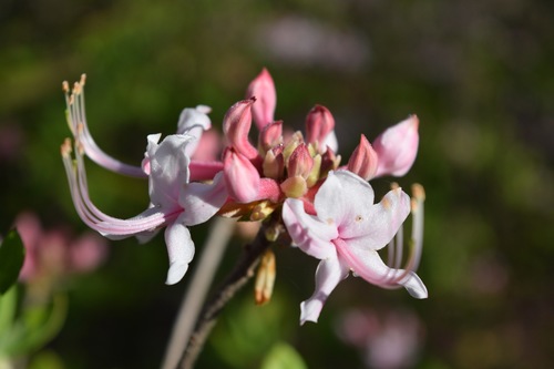 Rhododendron canescens image