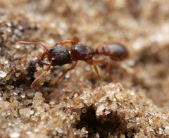 Strongylognathus testaceus