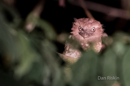 Sunda Frogmouth (Batrachostomus cornutus), photo 6