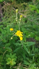 Hieracium tridentatum