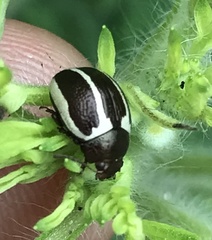 Zygogramma suturalis