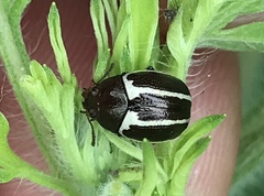 Zygogramma suturalis