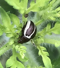 Zygogramma suturalis