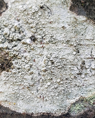 Lecanora albella