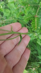 Hieracium tridentatum