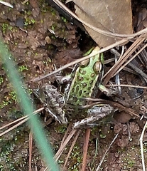 Lithobates neovolcanicus