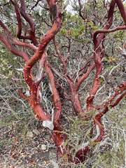 Arctostaphylos montereyensis