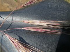 Bromus rigidus