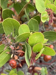 Arctostaphylos montereyensis