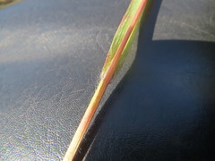 Bromus rigidus