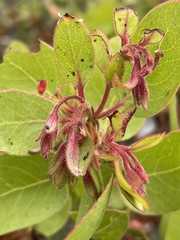 Arctostaphylos montereyensis